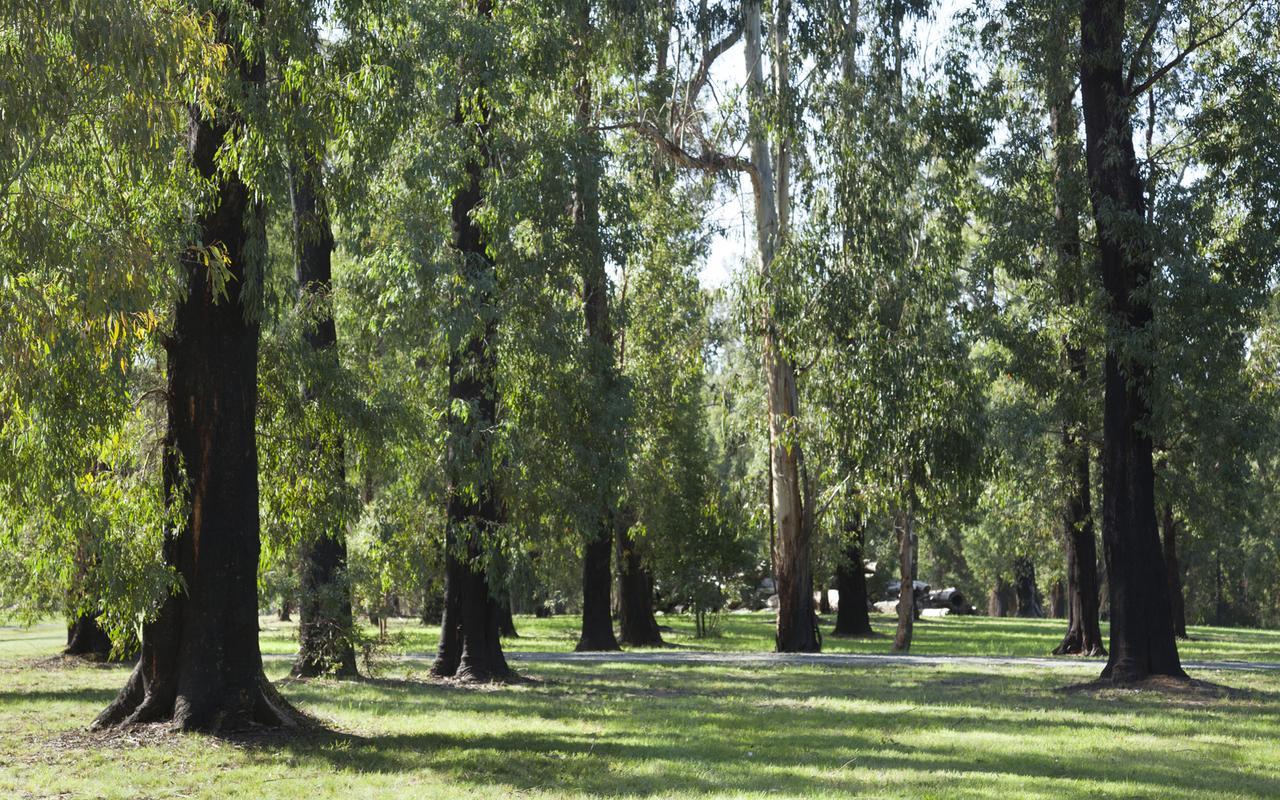 Saladin Lodge Narbethong Екстер'єр фото